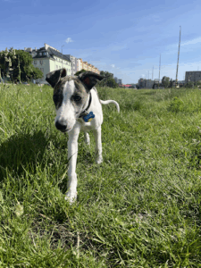 Veterinárna ambulancia MVDr. Július Kocúr