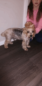 YorkshireTerrier.sk